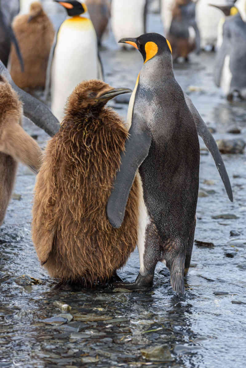 Pingüino Rey - islas Georgias del Sur 076.jpg
